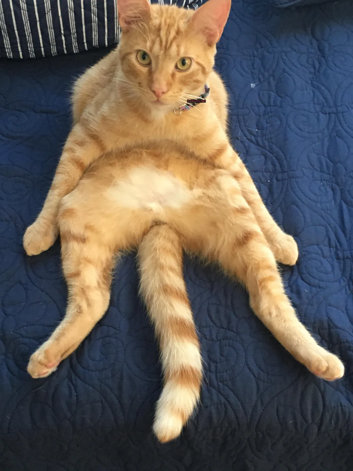 Kedi #3368