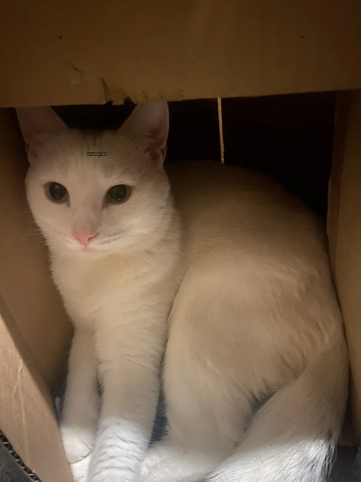 Kedi #3369