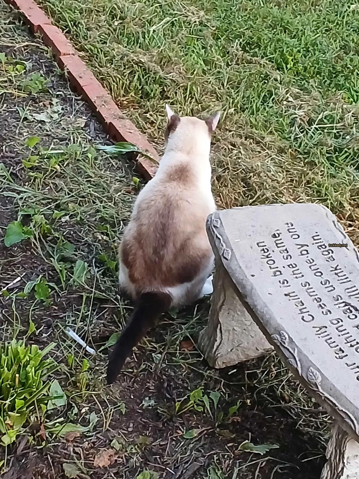 Kedi fotoğrafı #3370