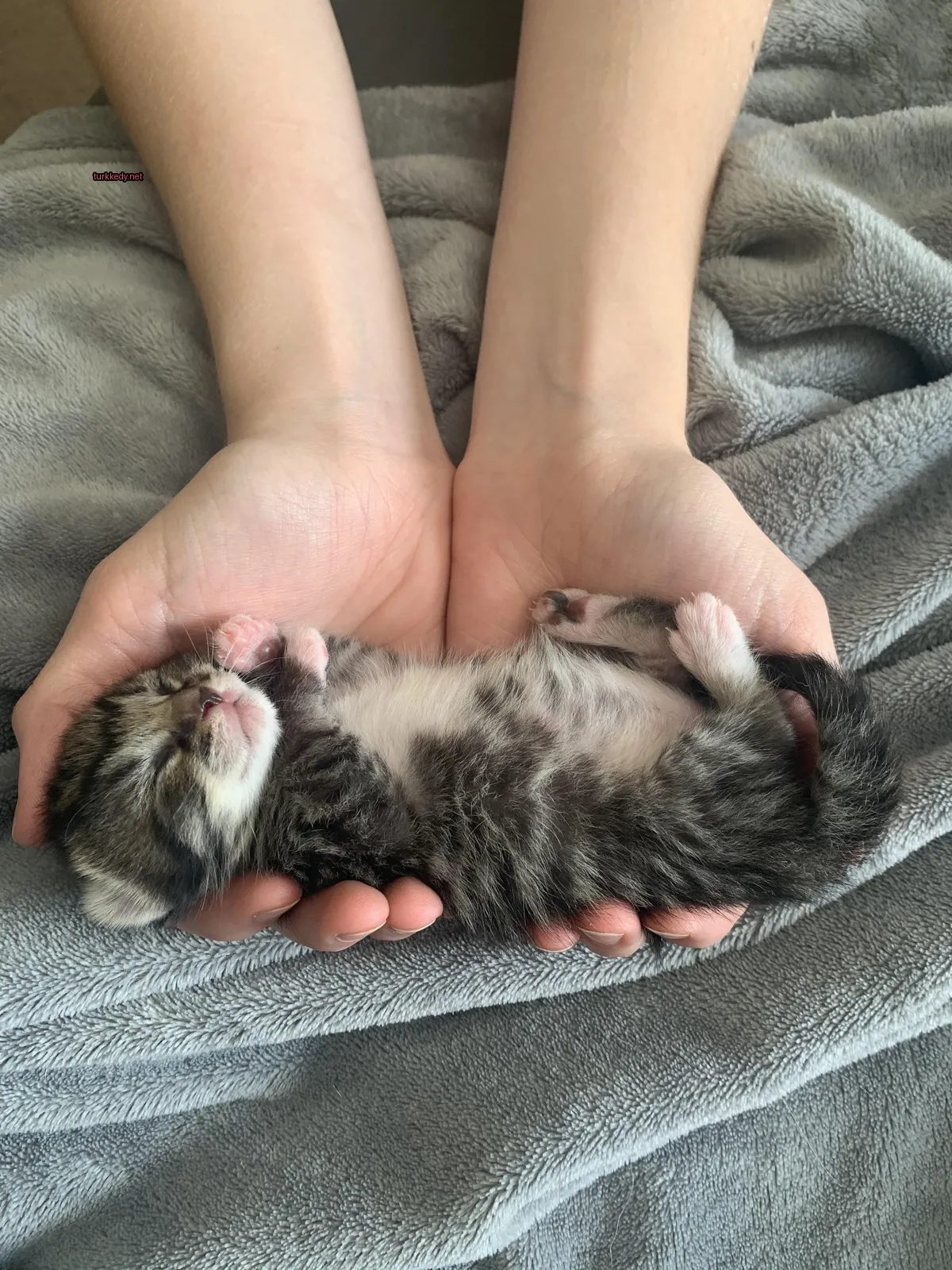 Kedi #3371