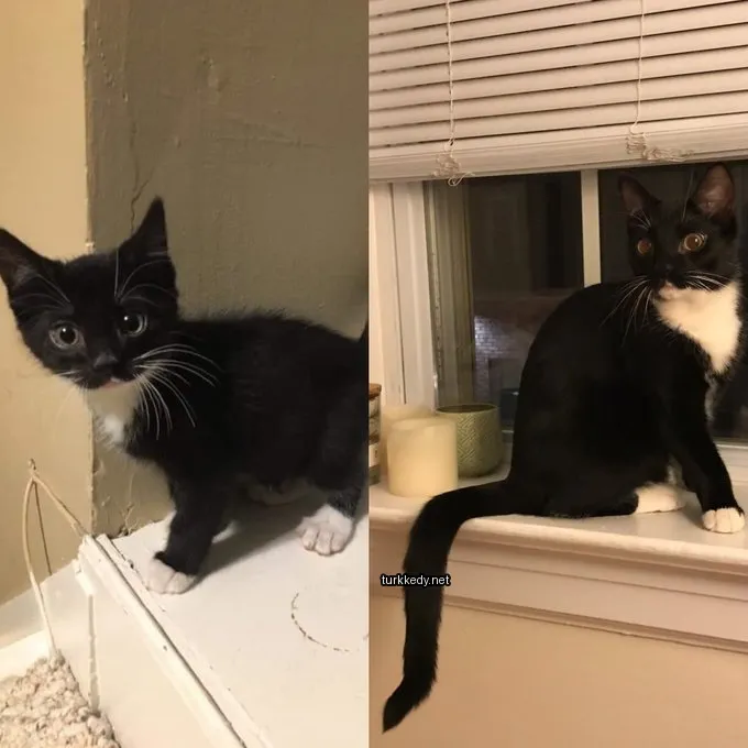 Kedi #3372