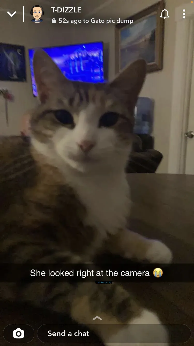 Kedi #3374