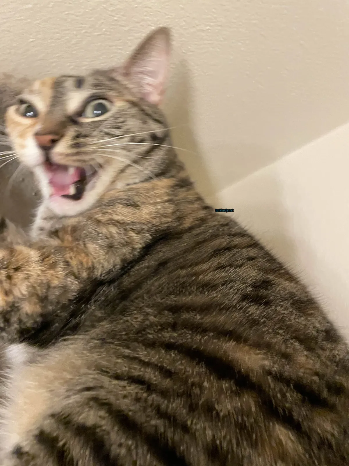Kedi #3373