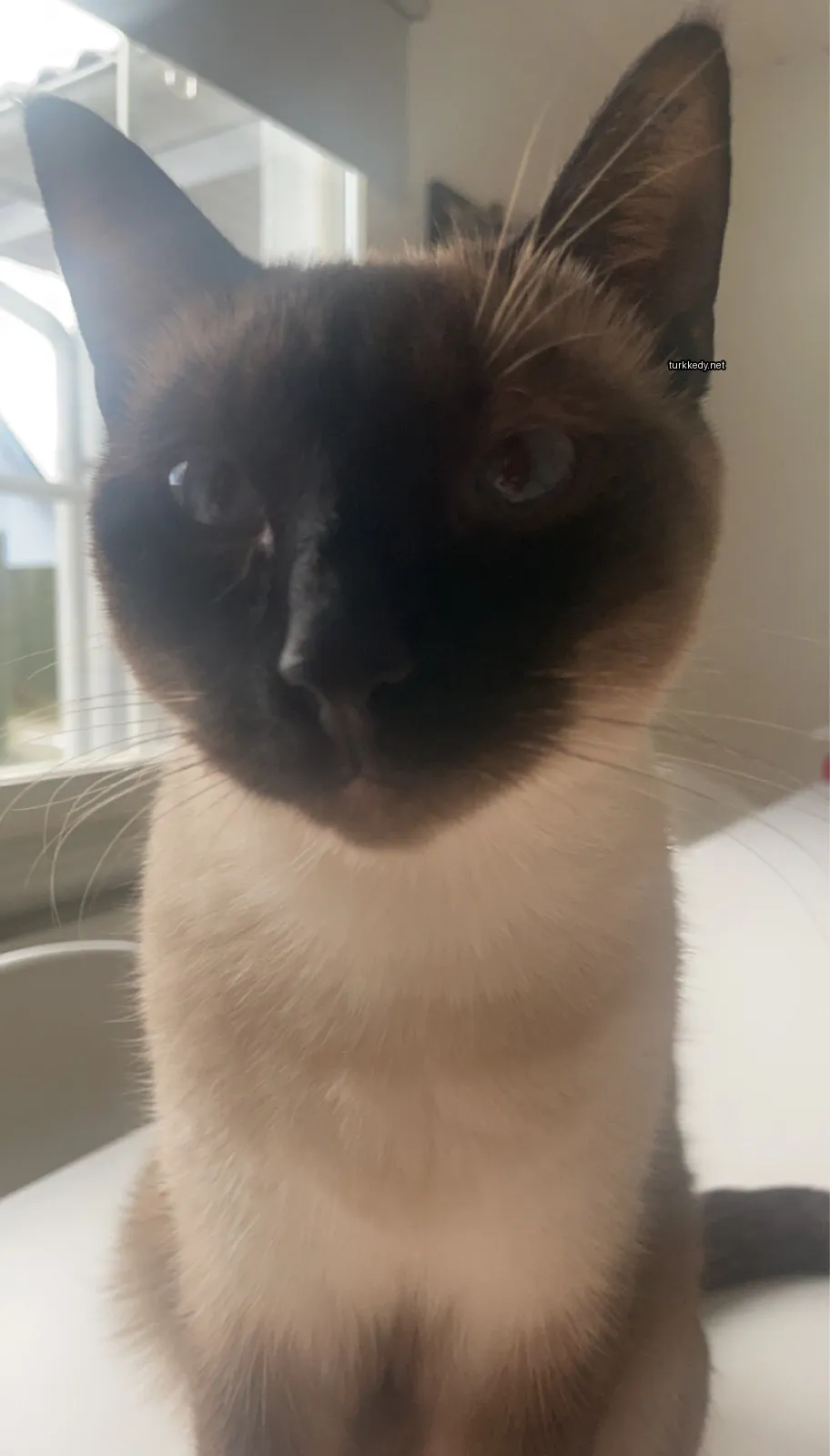 Kedi #3375