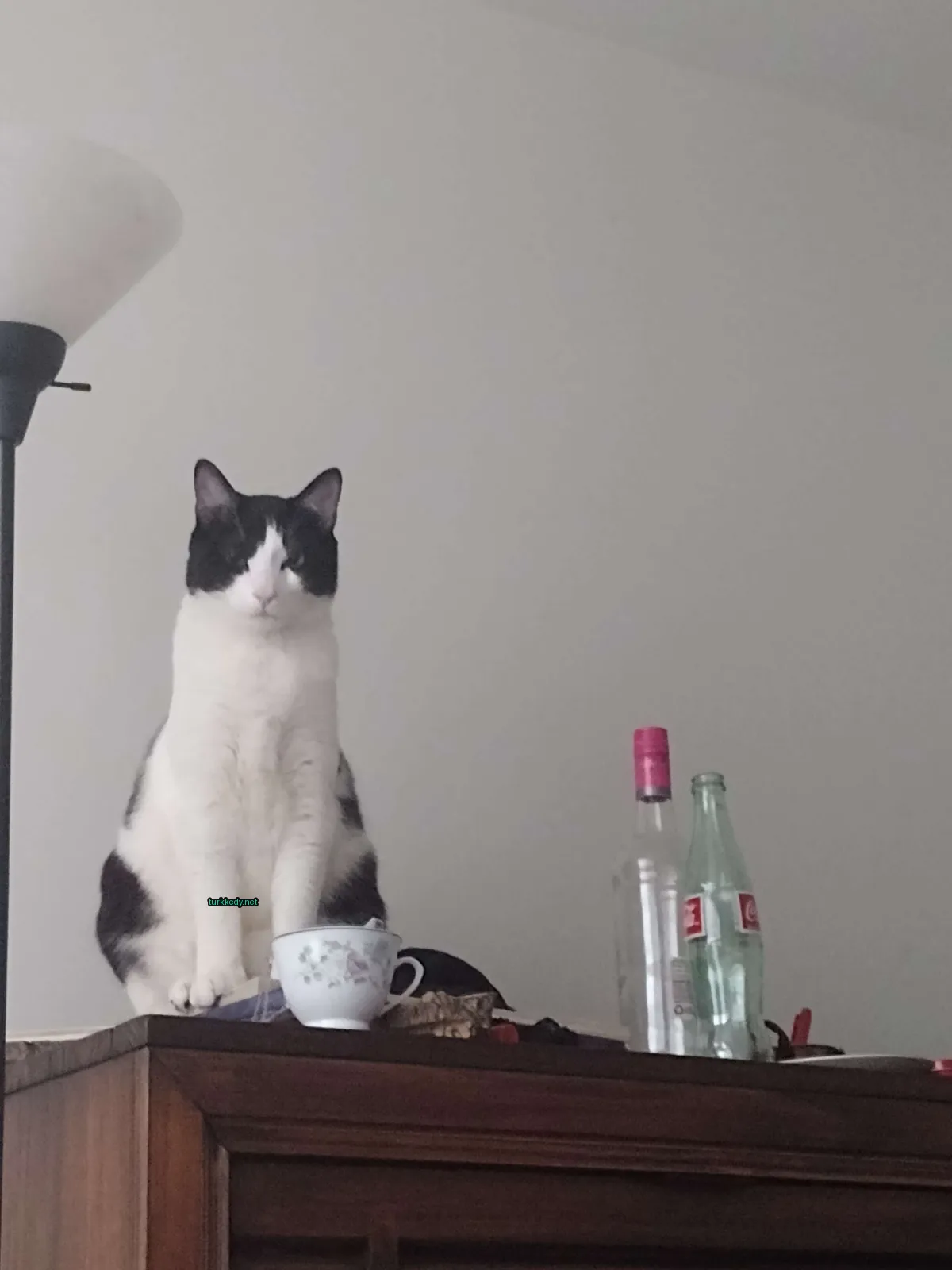 Kedi fotoğrafı #3376