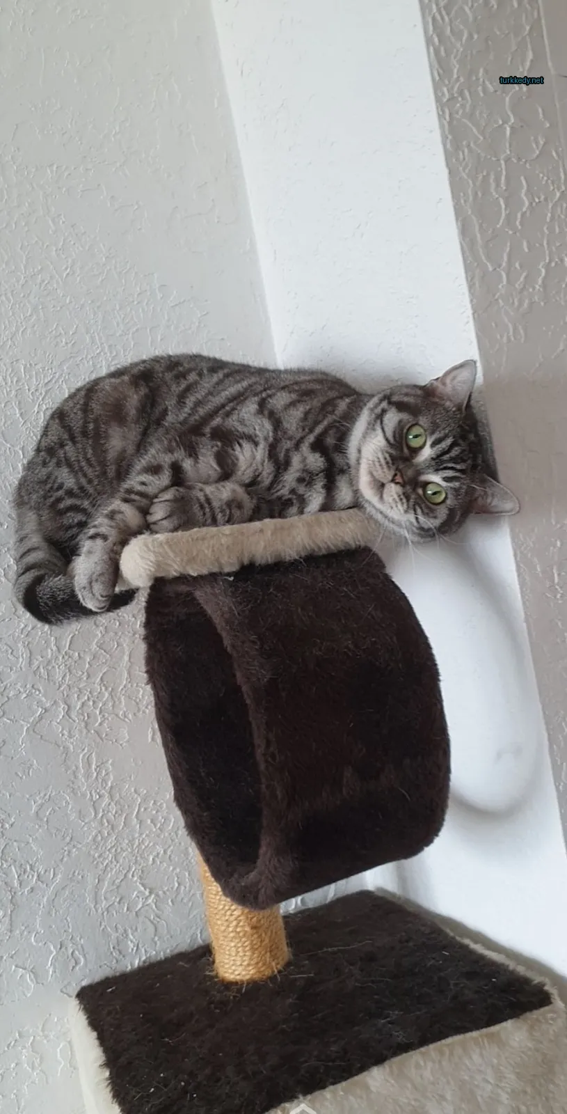 Kedi #3378