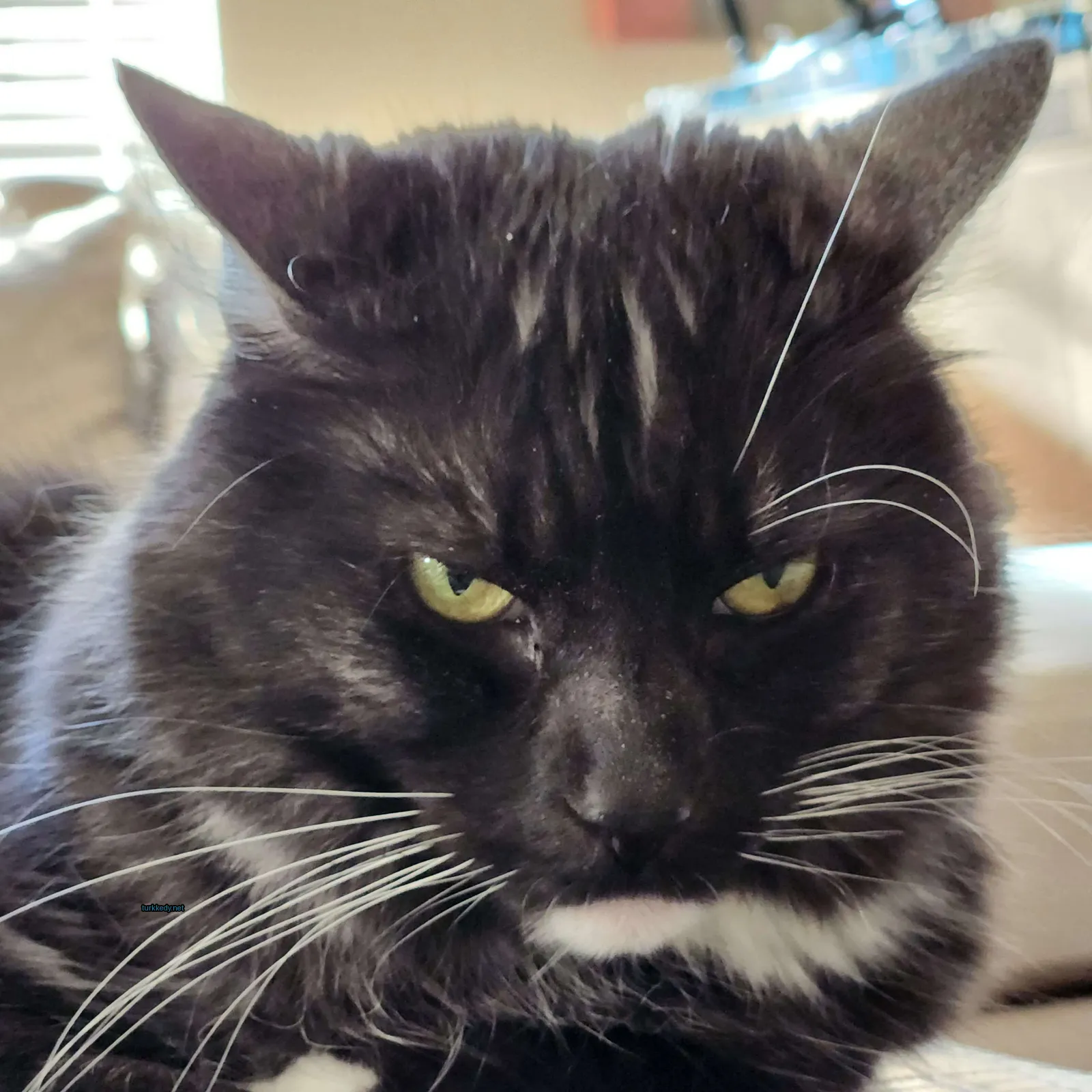 Kedi #3379