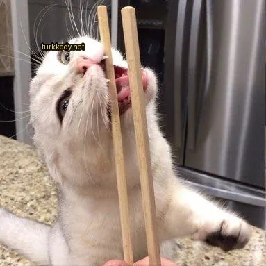 Kedi #3380