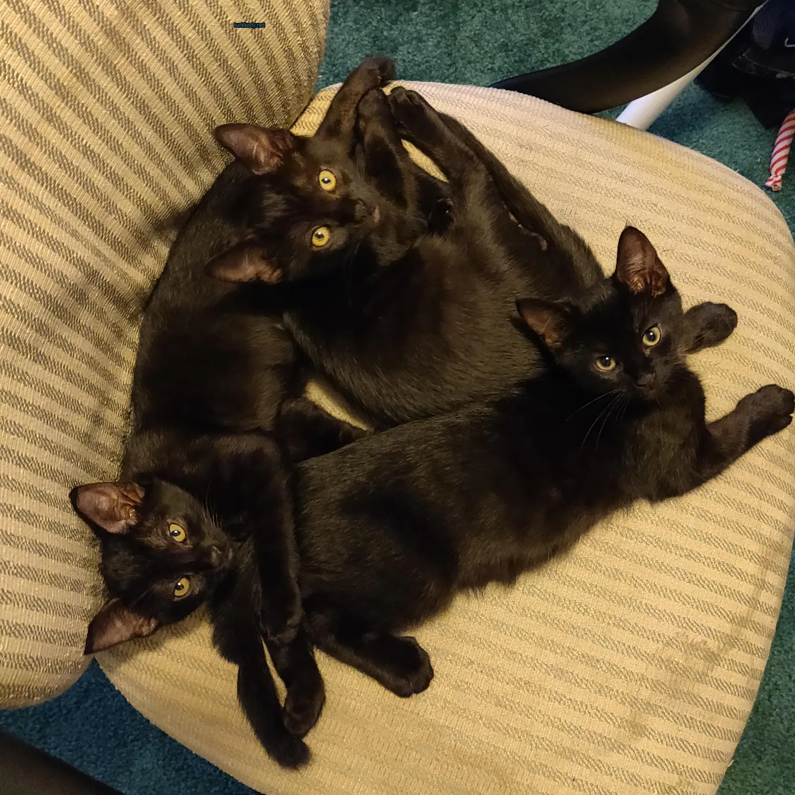Kedi #3382