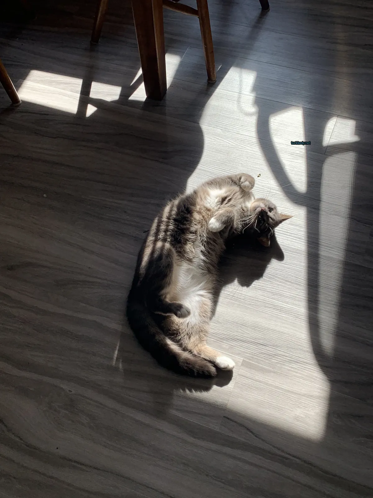 Kedi #3381