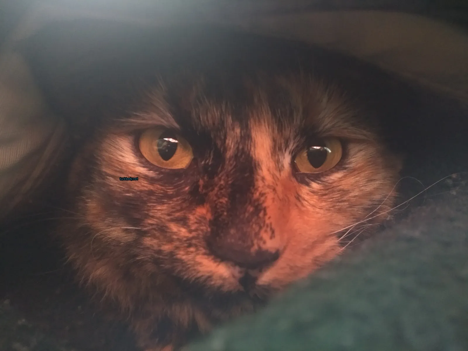 Kedi #3383