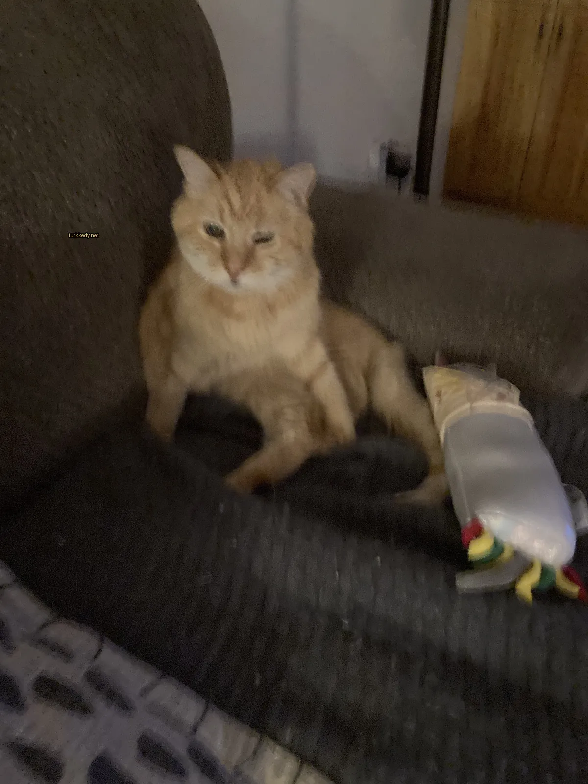 Kedi #3384