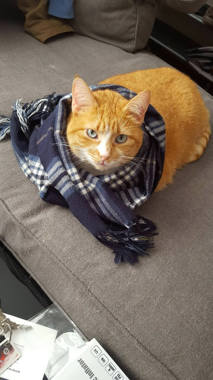 Kedi #3385