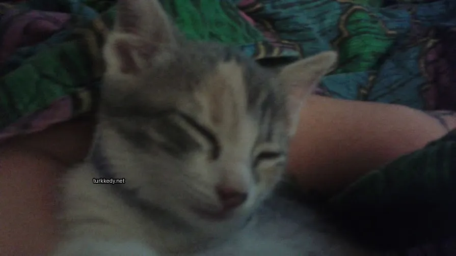 Kedi #3386