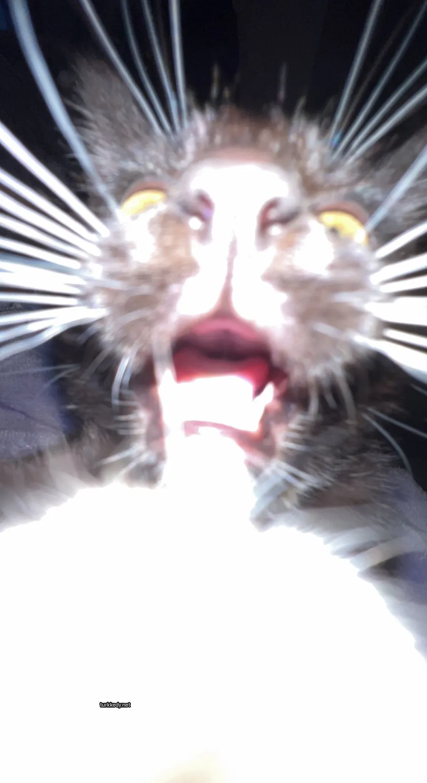 Kedi #3387