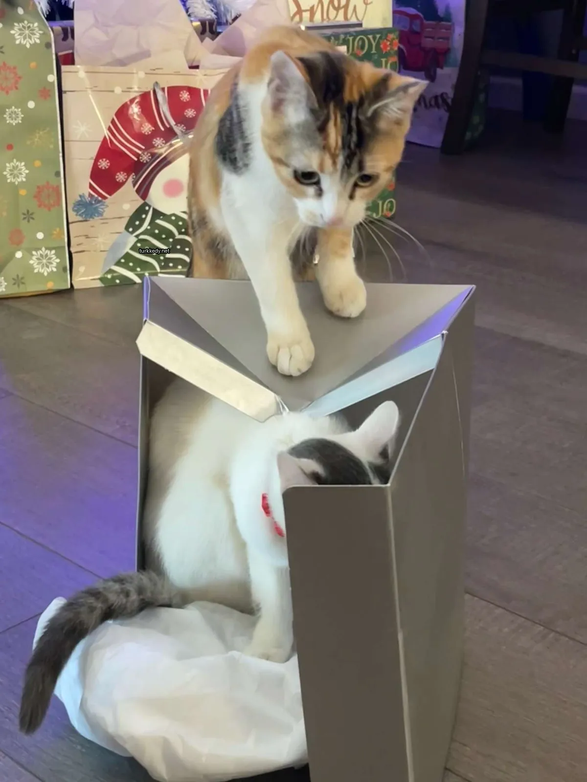 Kedi #3388
