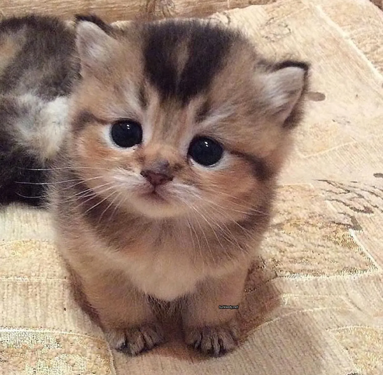Kedi fotoğrafı #3389