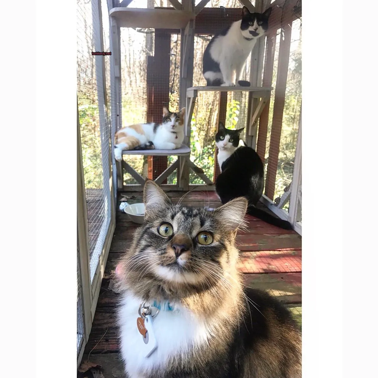Kedi #3390