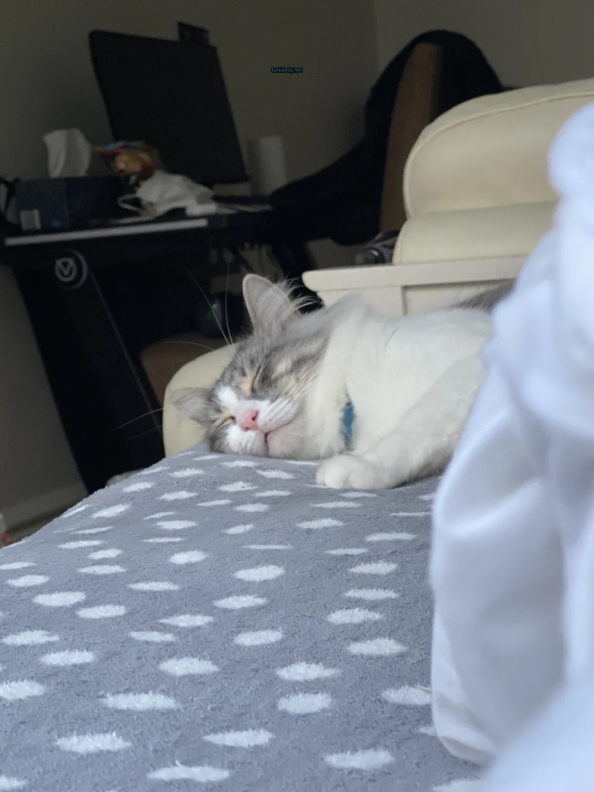 Kedi #3392