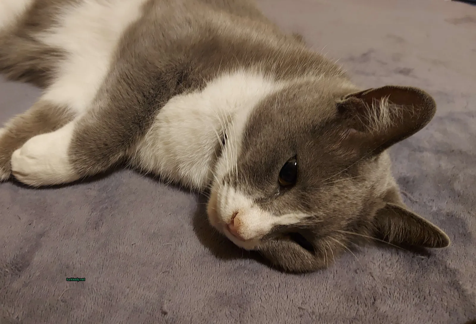 Kedi #3391