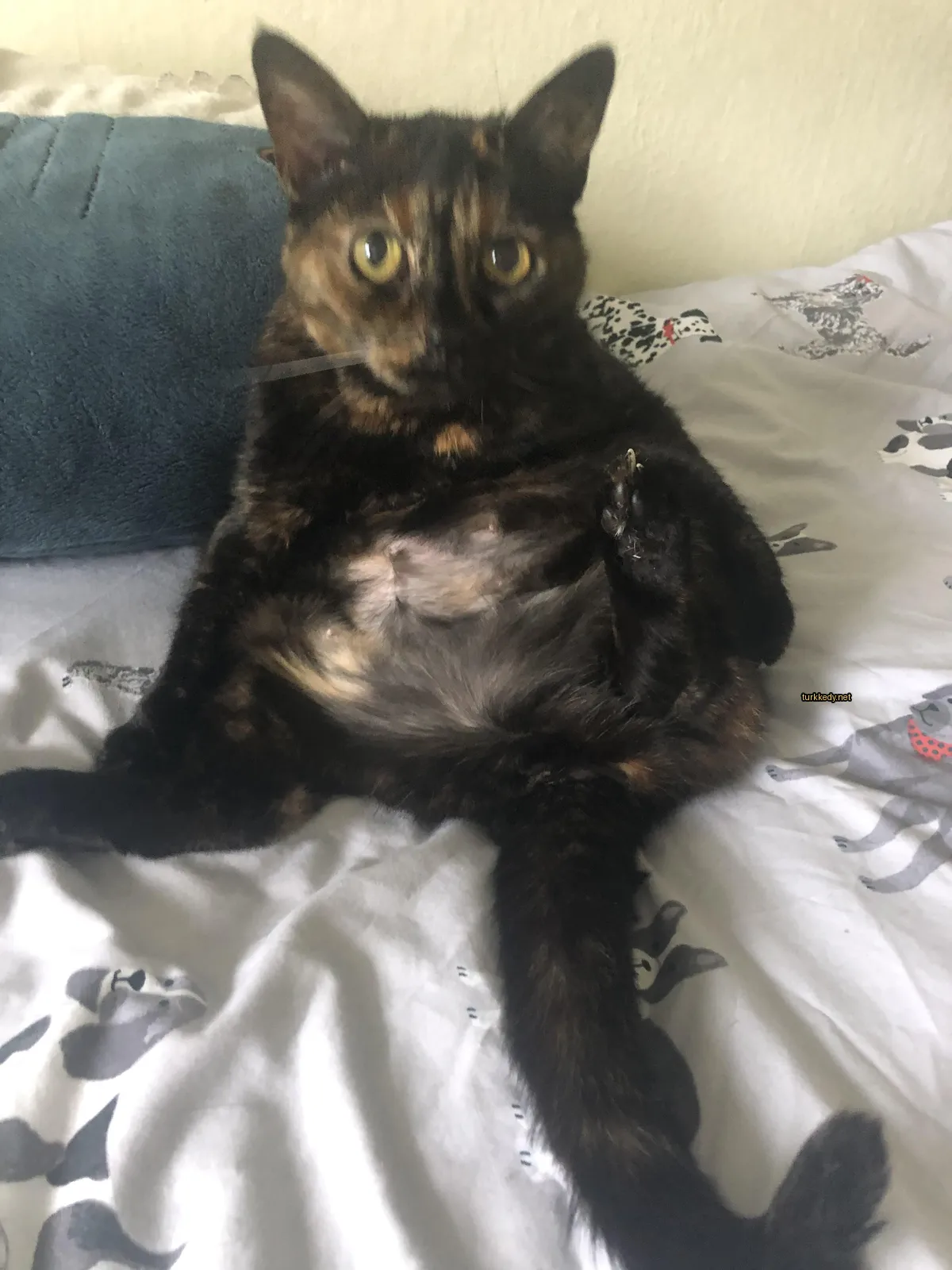 Kedi #3393