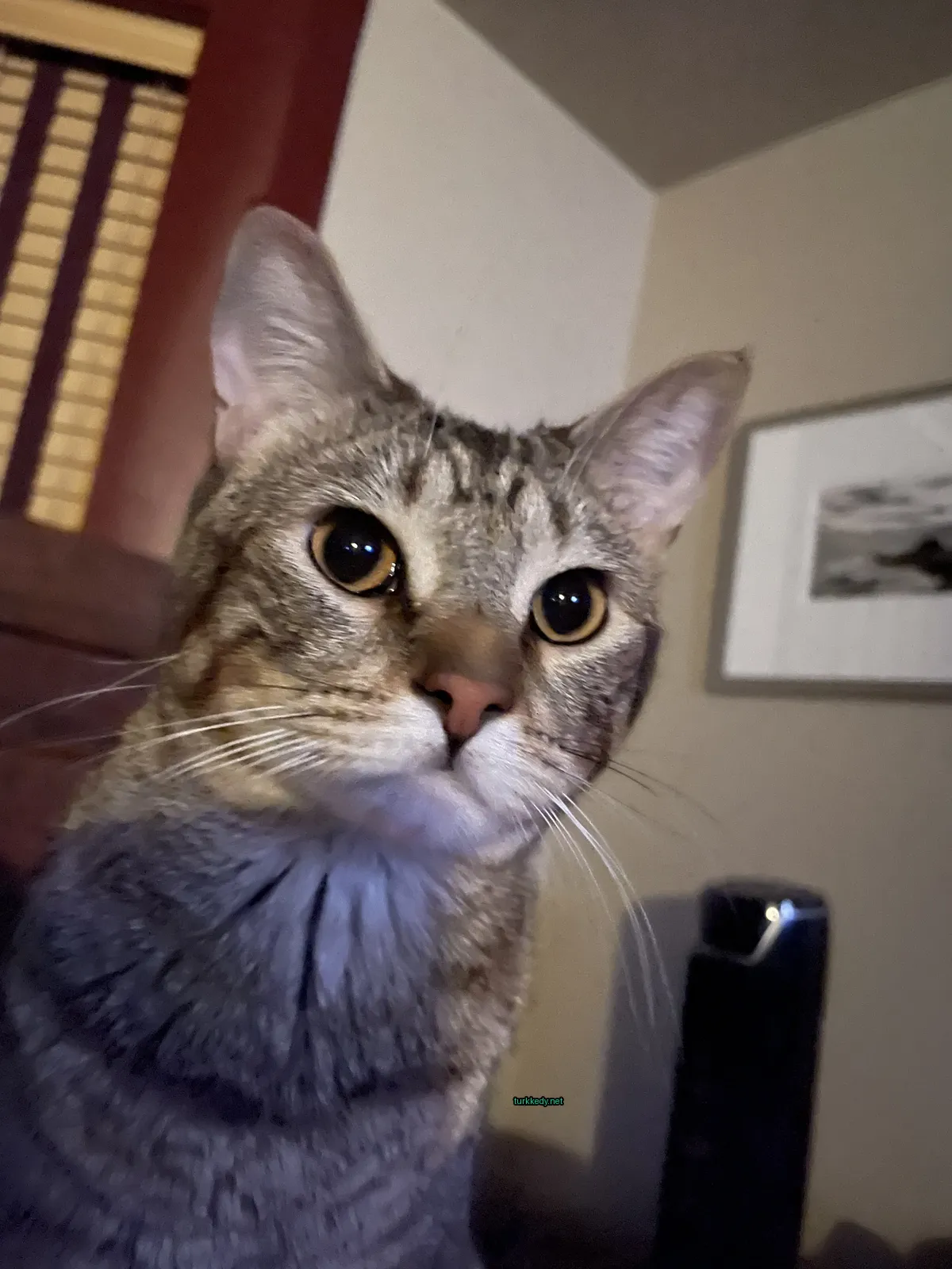 Kedi #3394