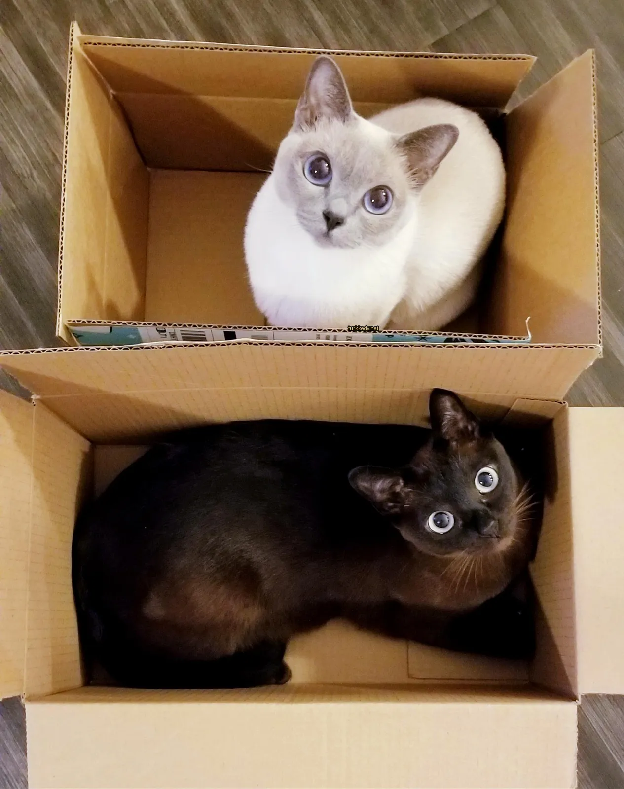 Kedi #3396