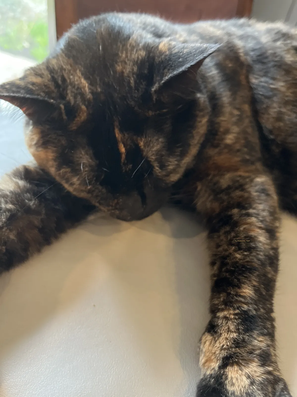 Kedi #3395