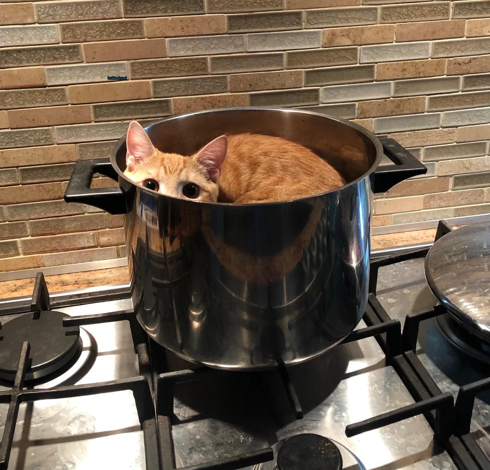 Kedi fotoğrafı #3397