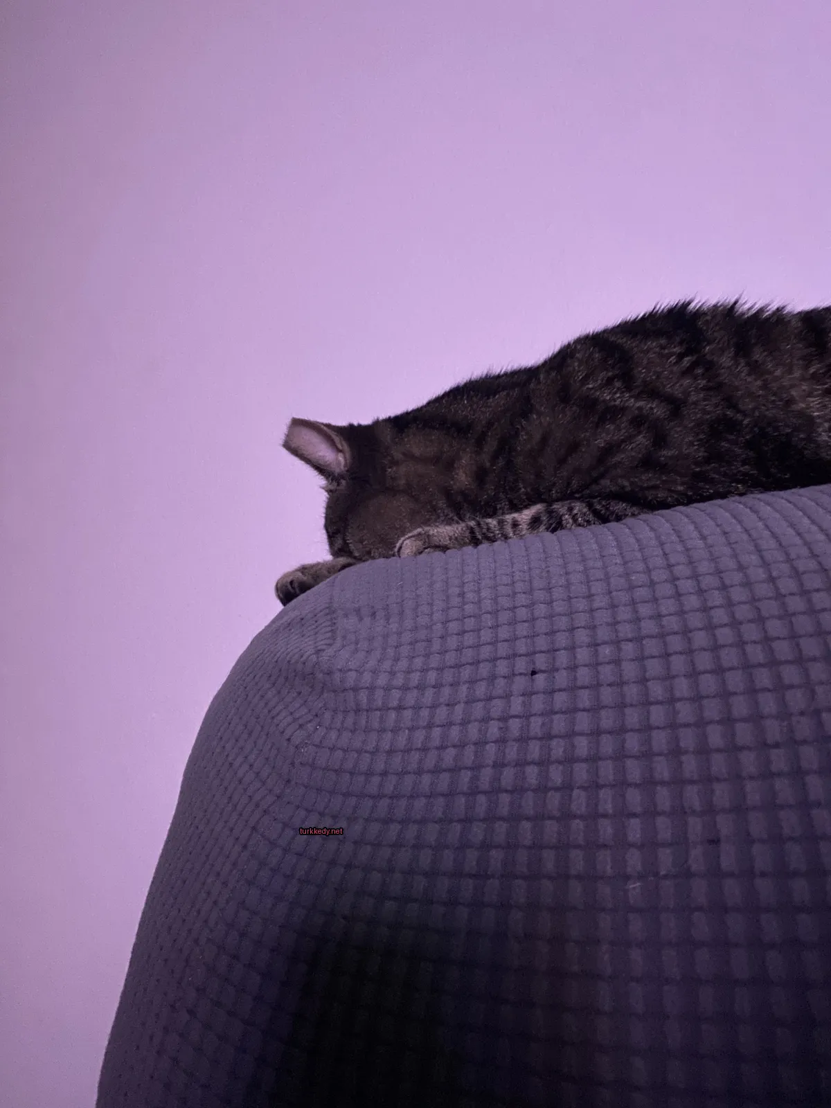 Kedi #3398