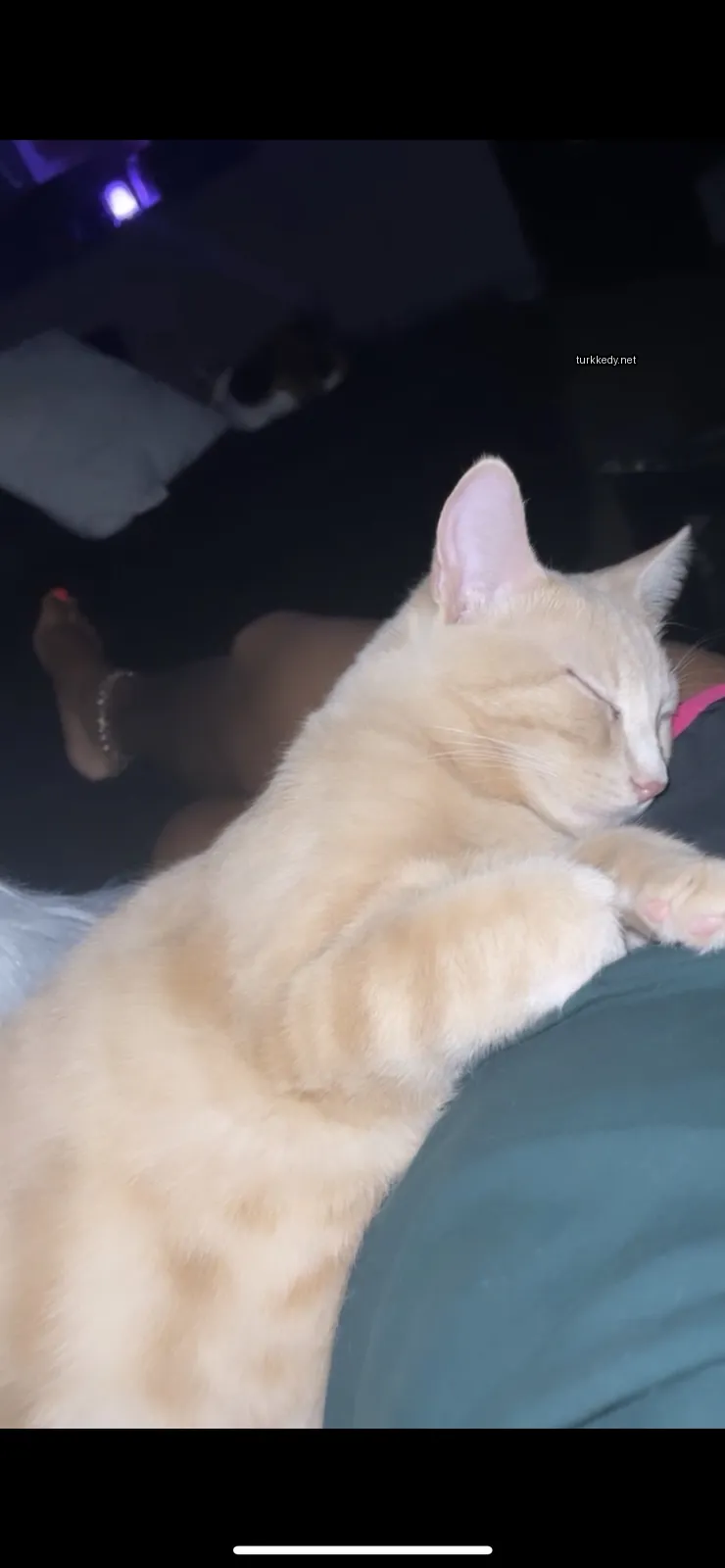 Kedi #3399
