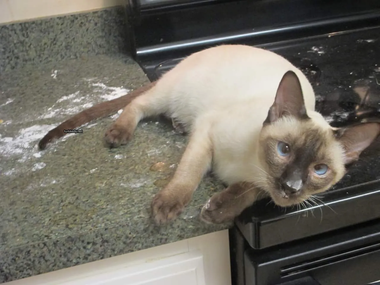 Kedi #3400