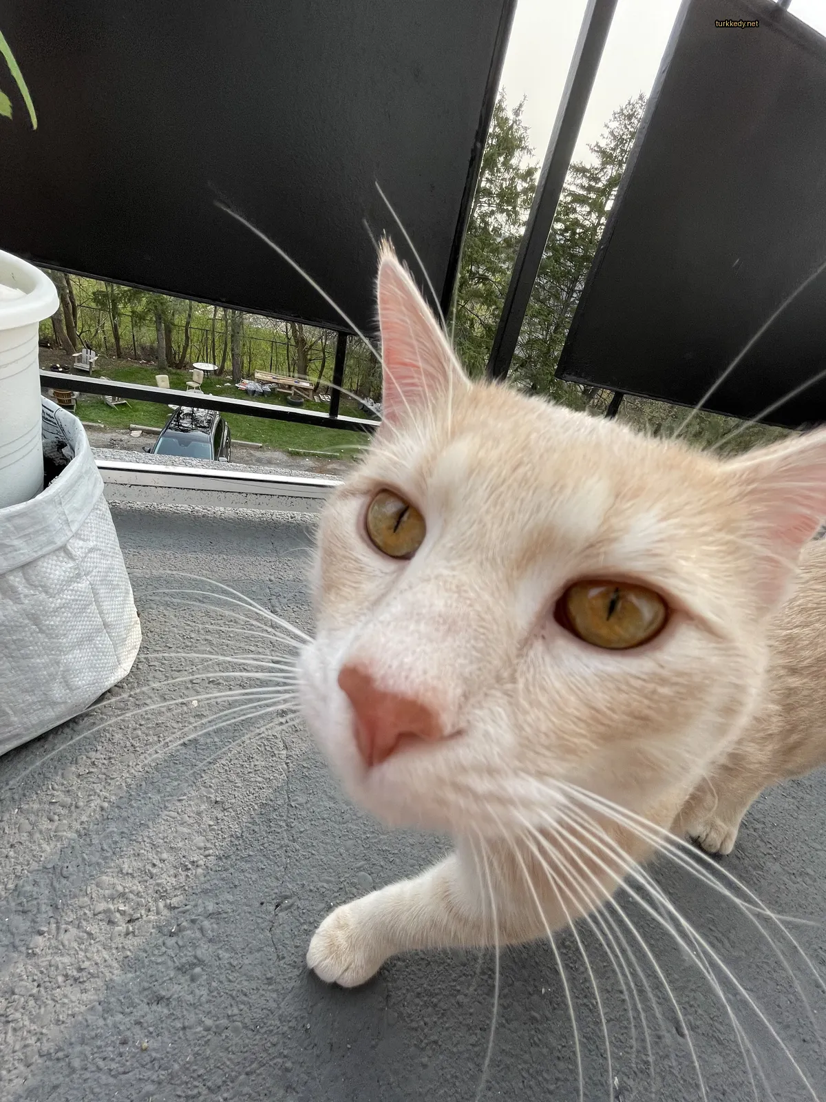 Kedi #3403