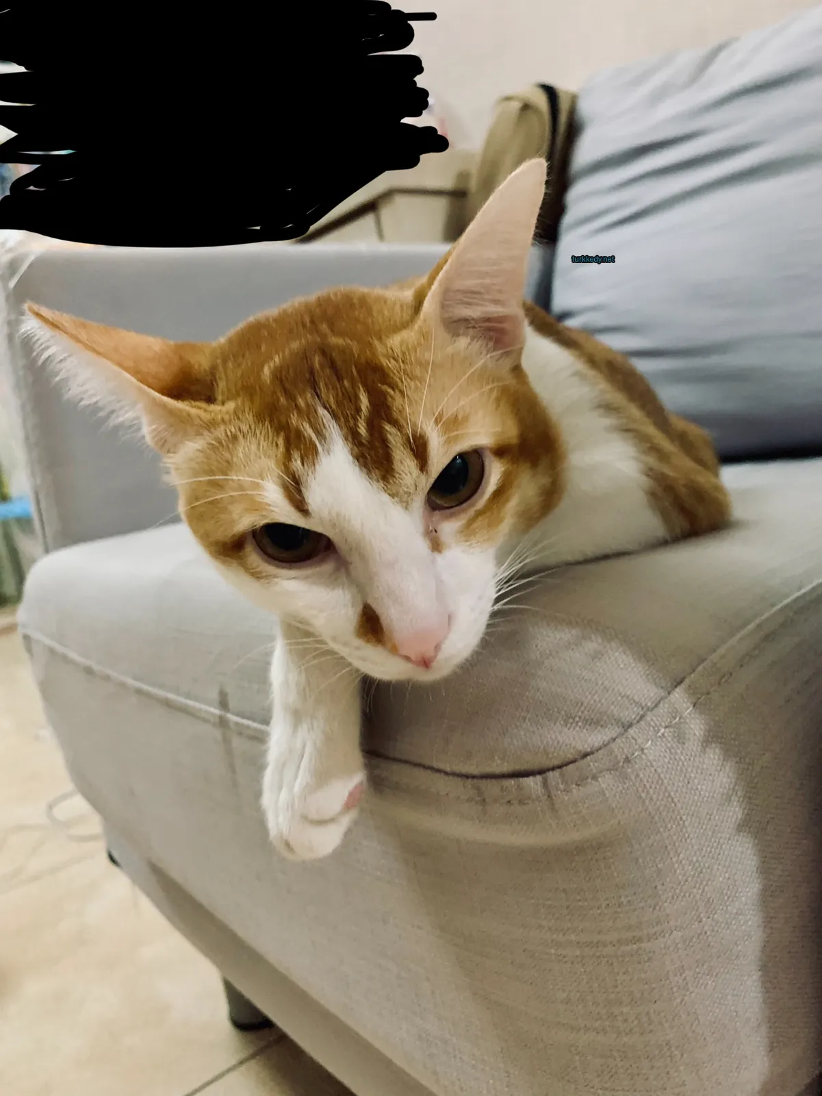 Kedi #3401