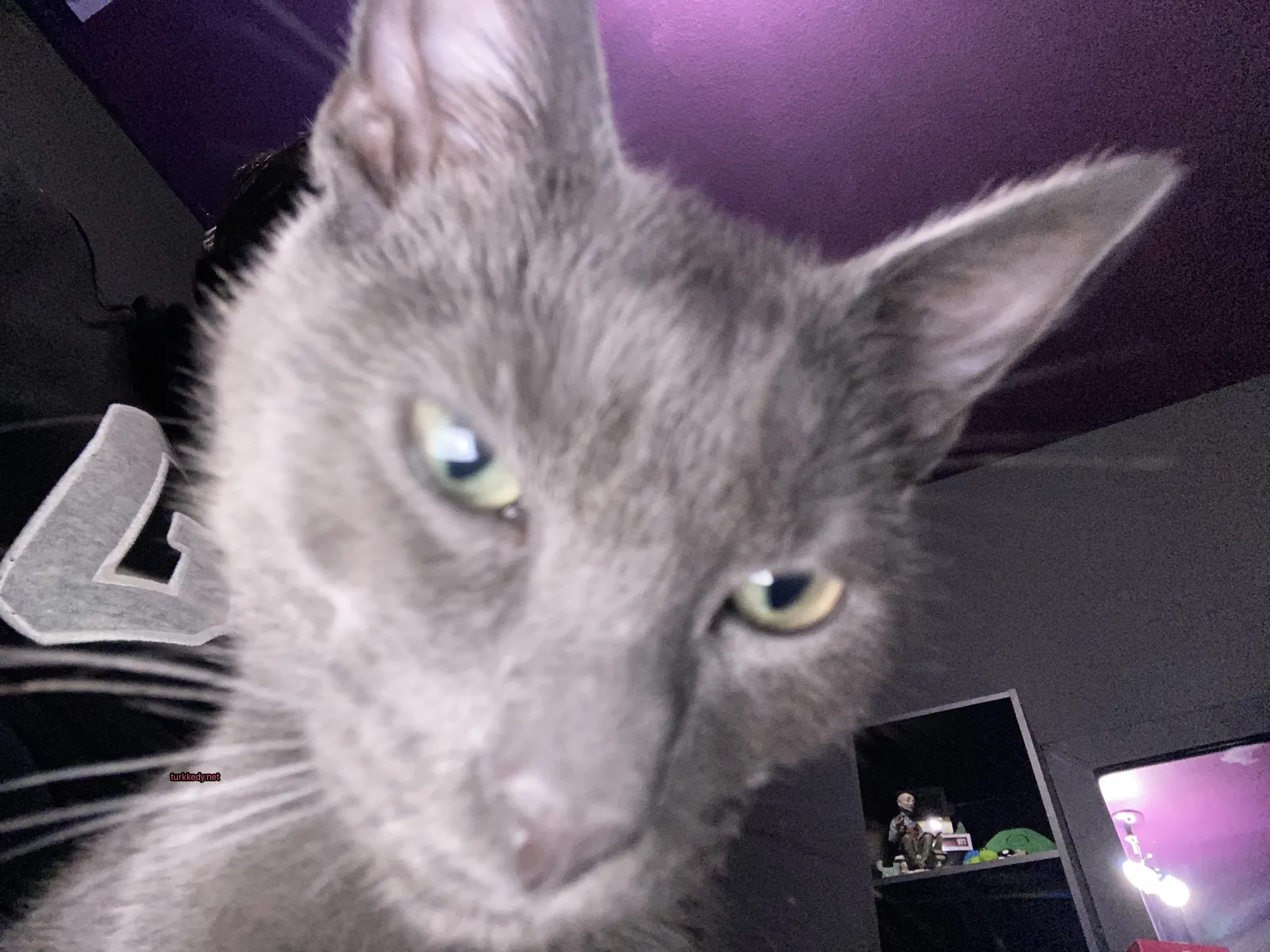 Kedi #3402