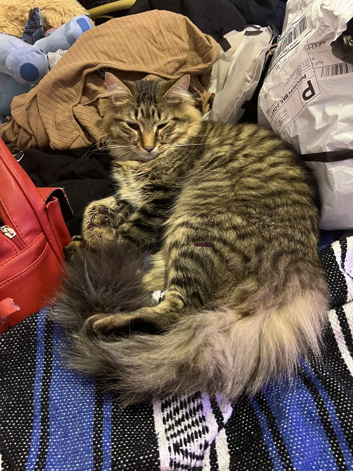 Kedi #3404