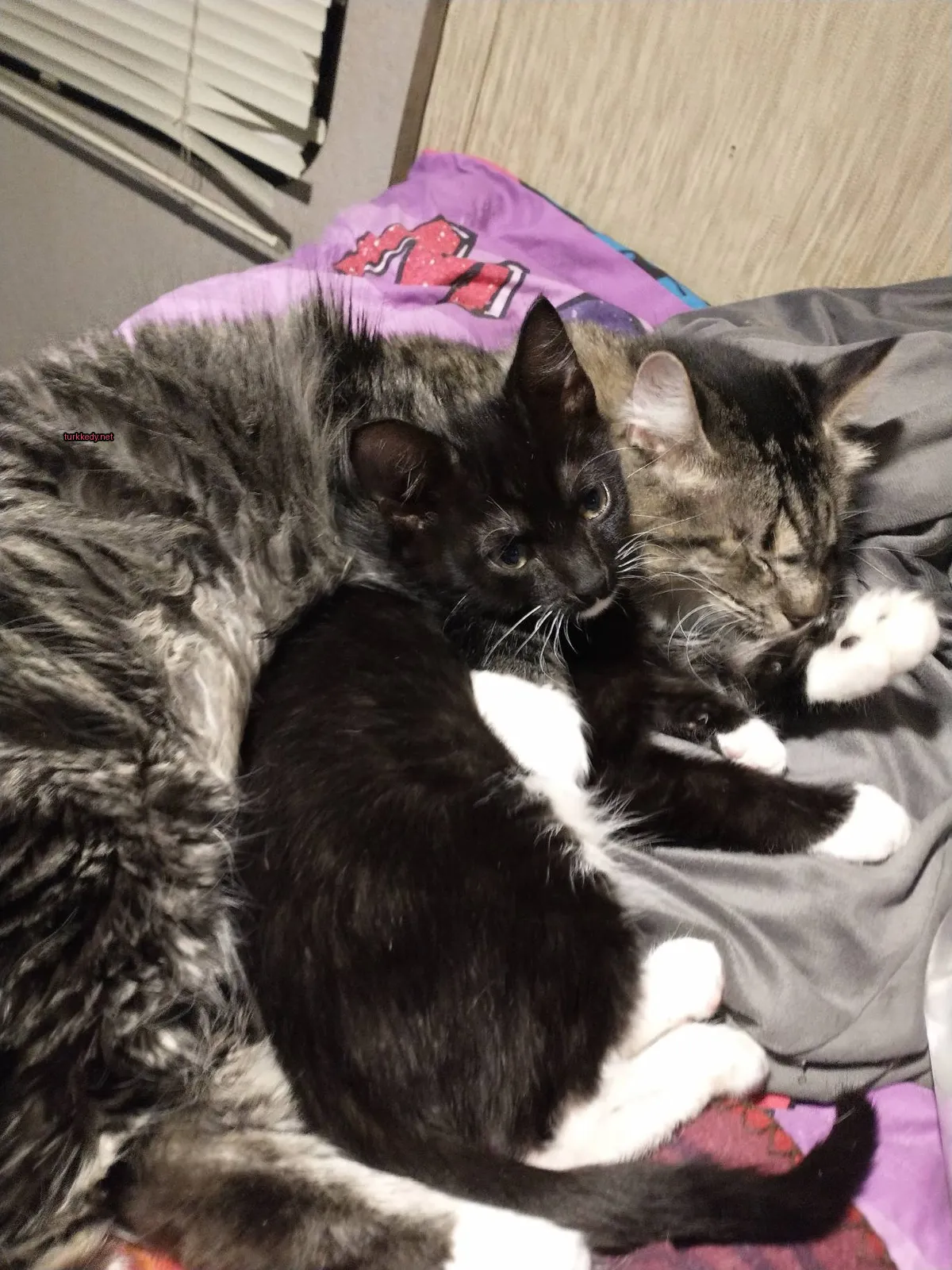 Kedi #3405