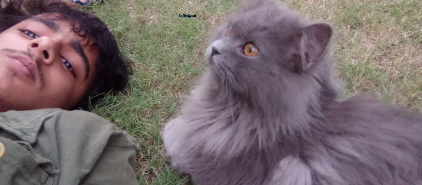 Kedi #3407