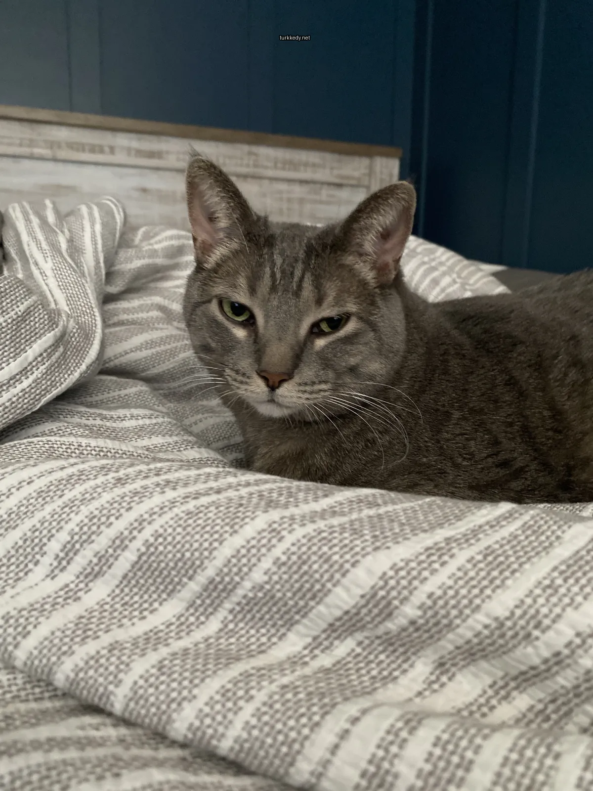 Kedi #3408