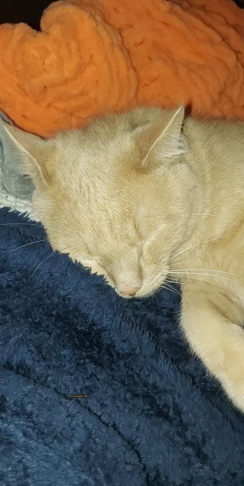 Kedi #3409