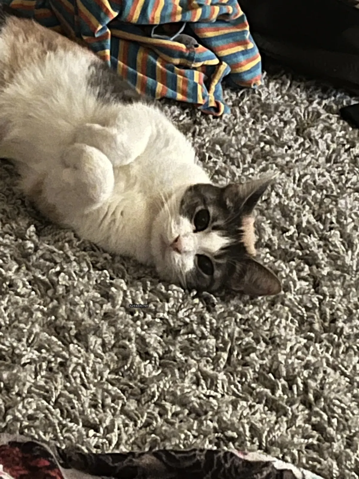 Kedi #3410