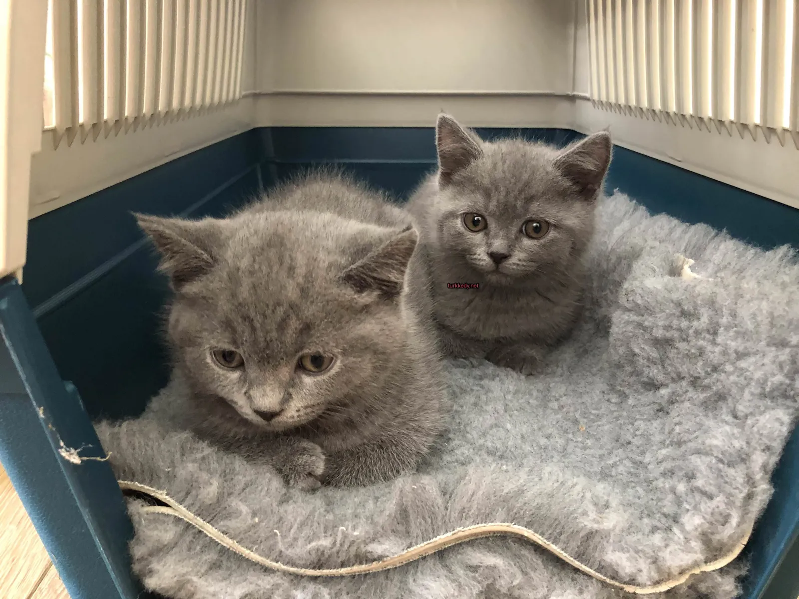 Kedi #3411