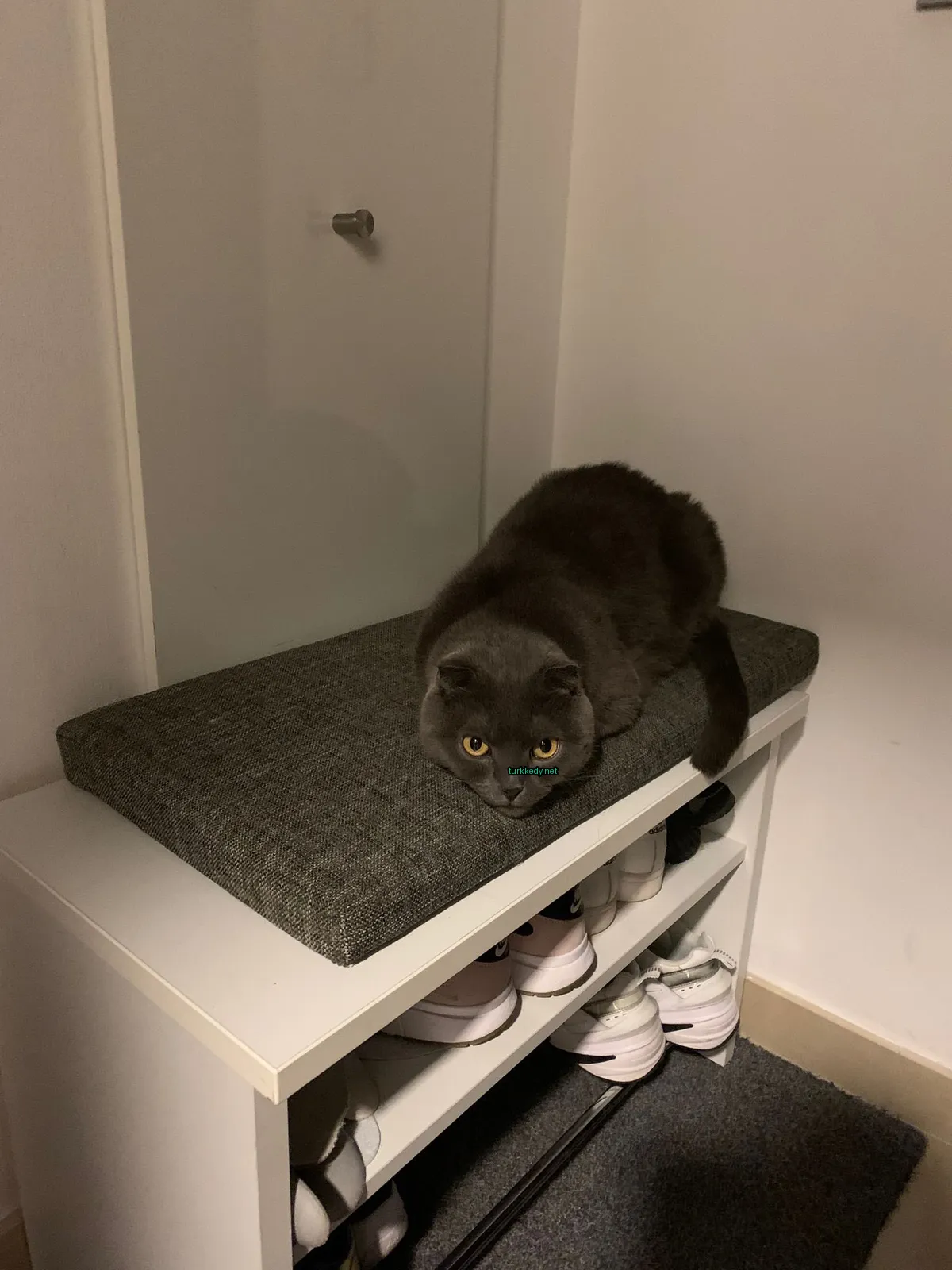 Kedi #3412