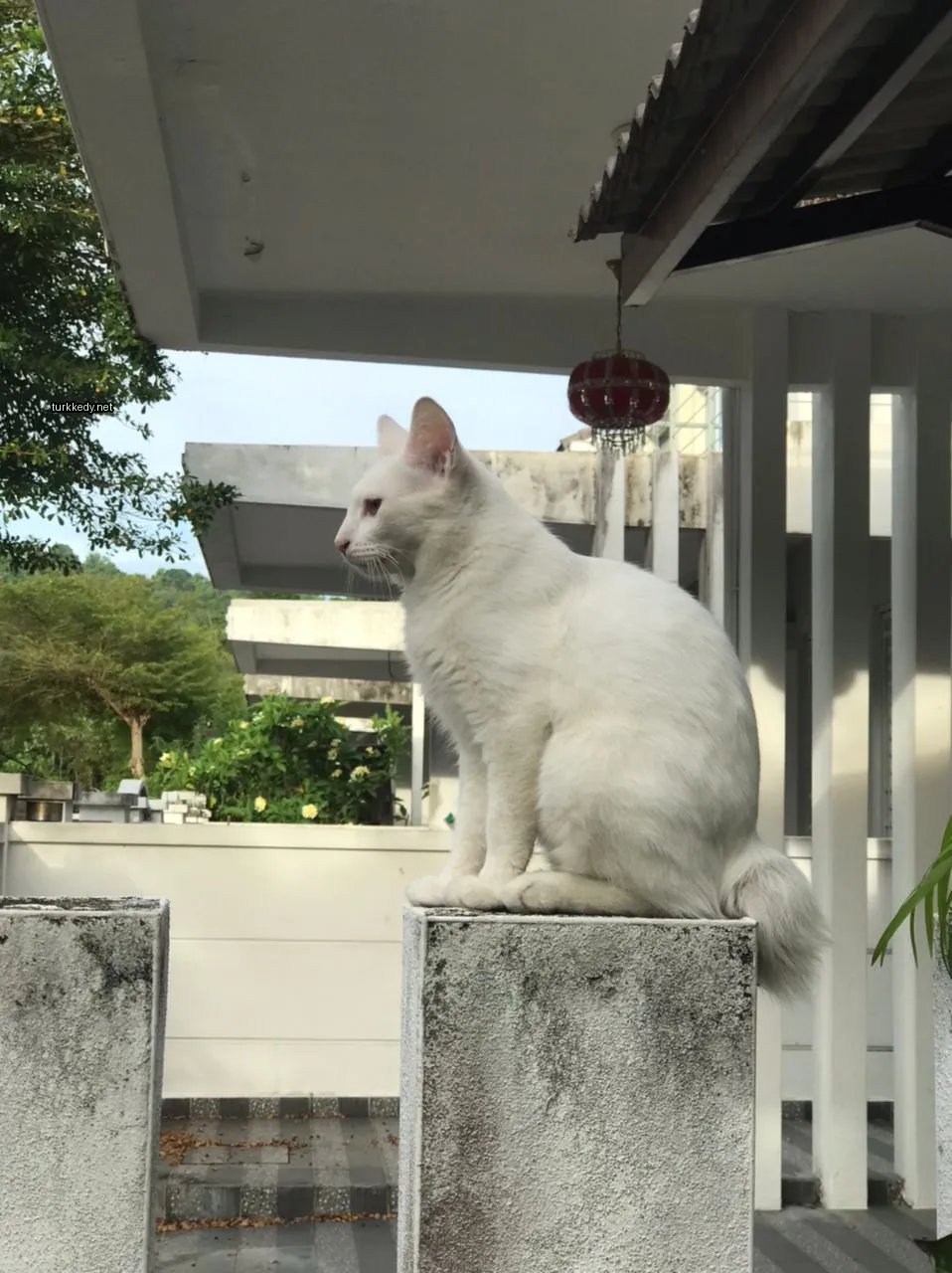 Kedi #3413