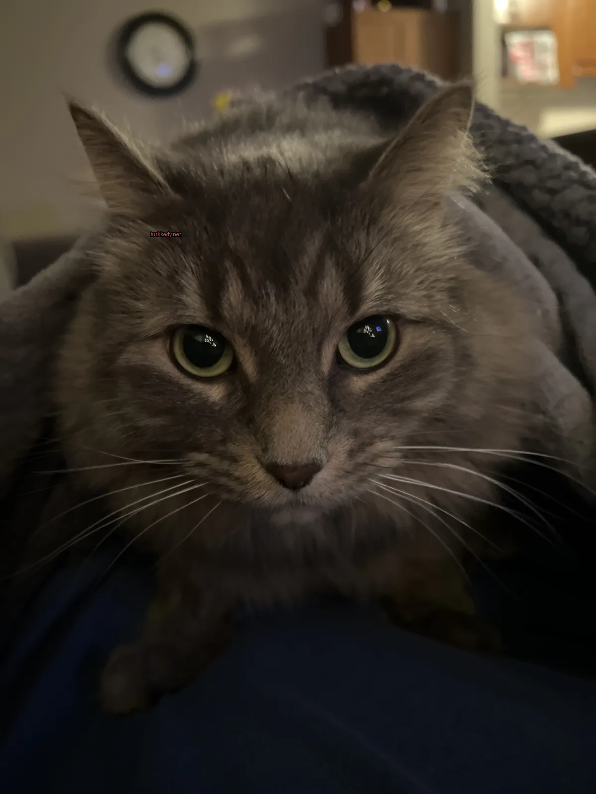 Kedi #3414