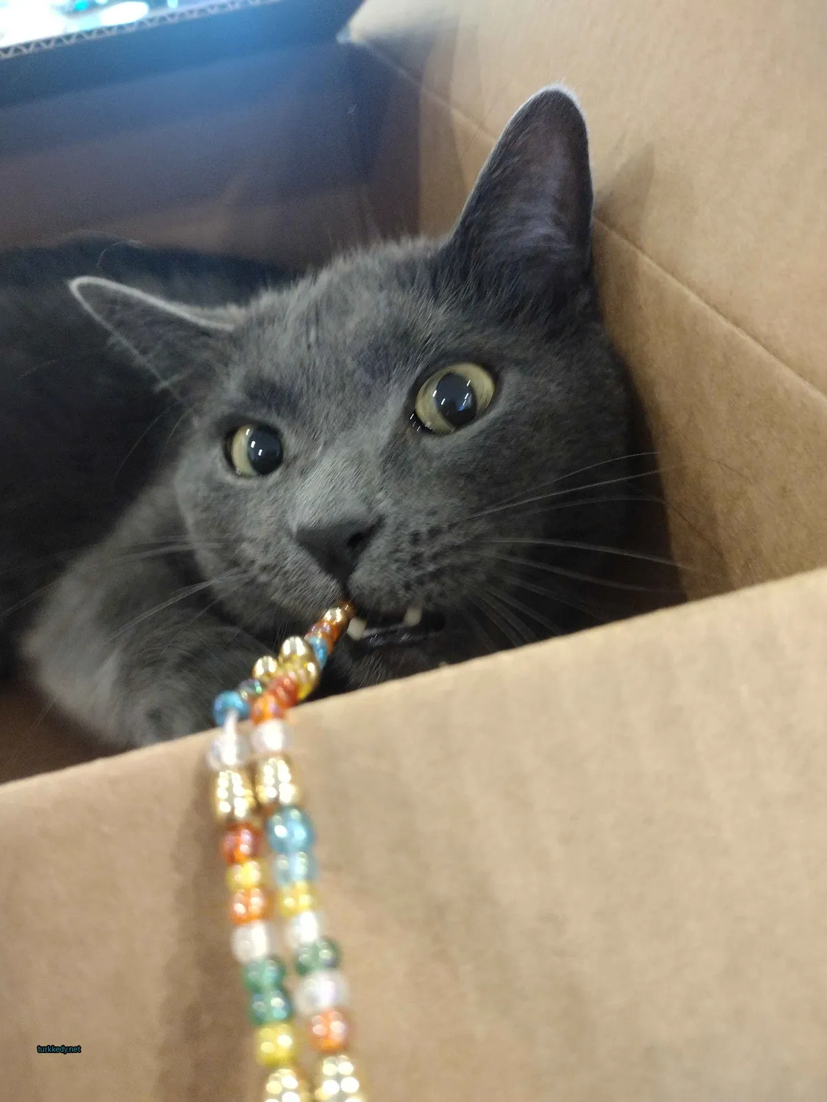Kedi #3415
