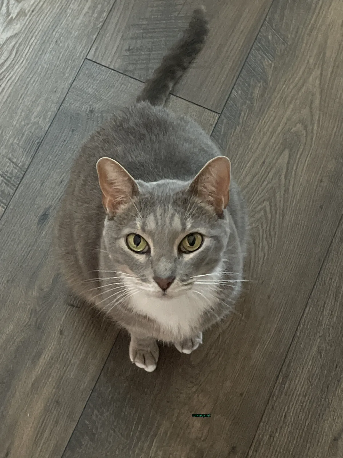 Kedi #3416