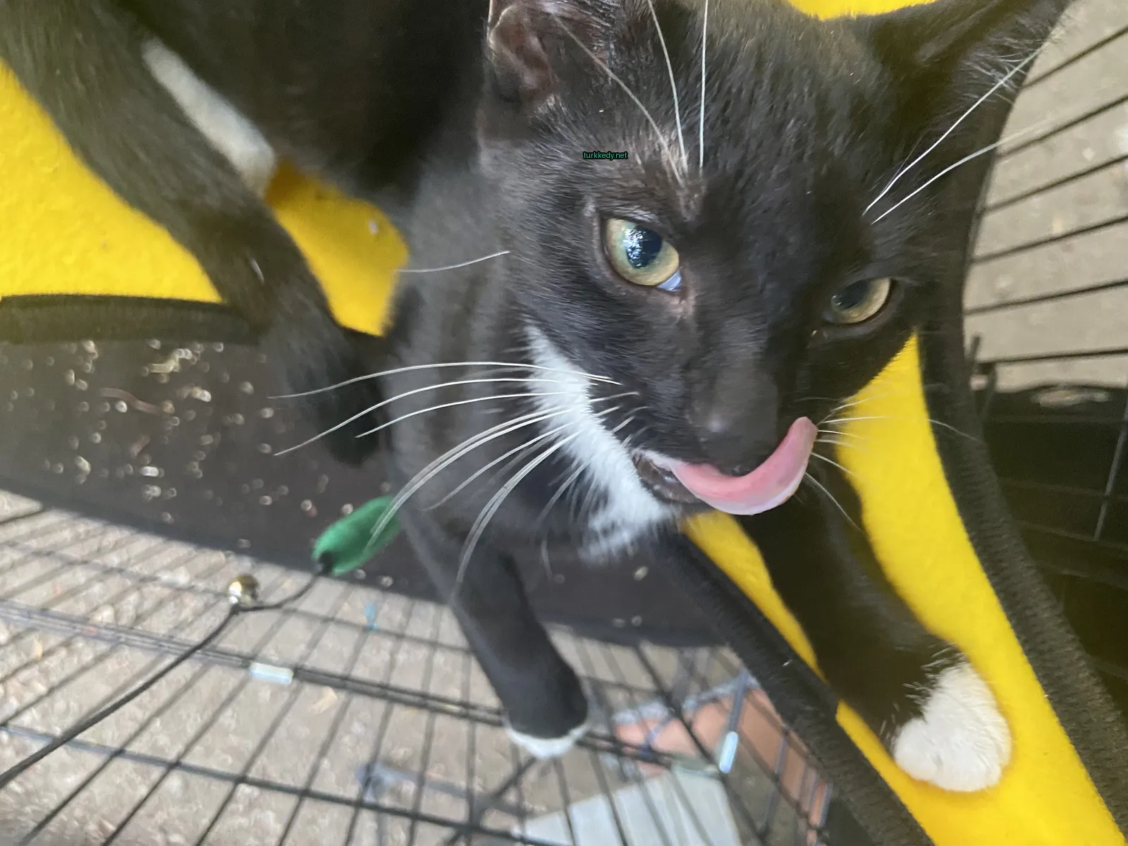 Kedi #3417
