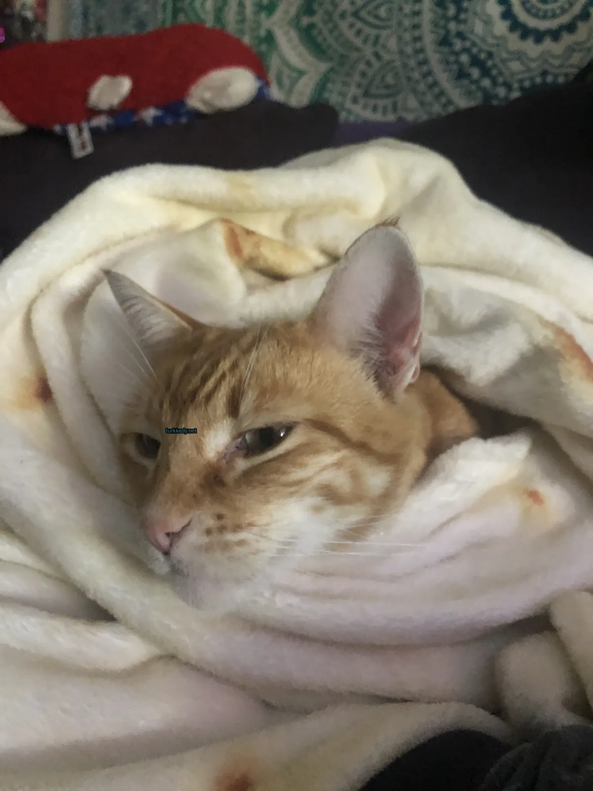 Kedi fotoğrafı #3418