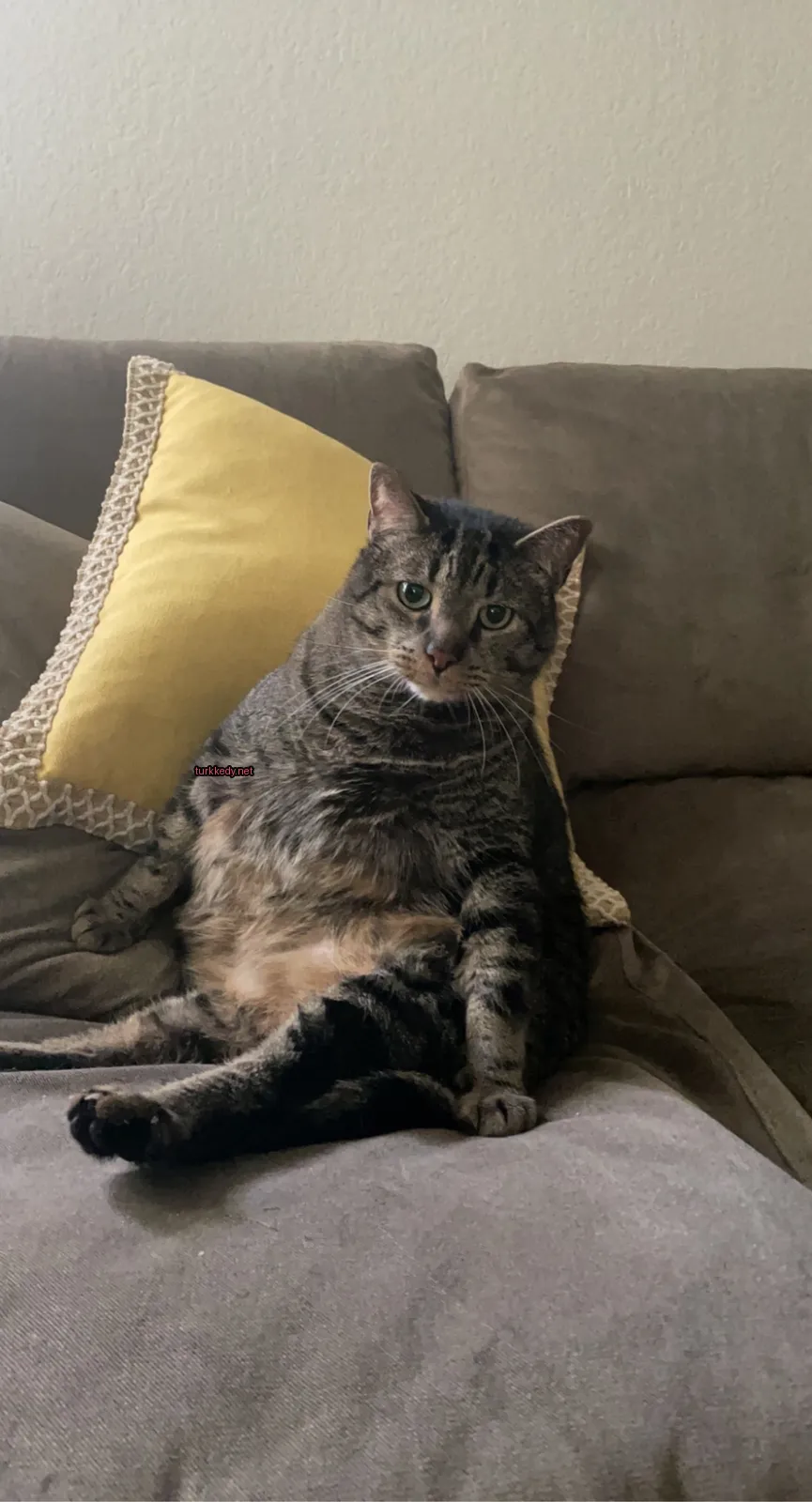 Kedi #3420